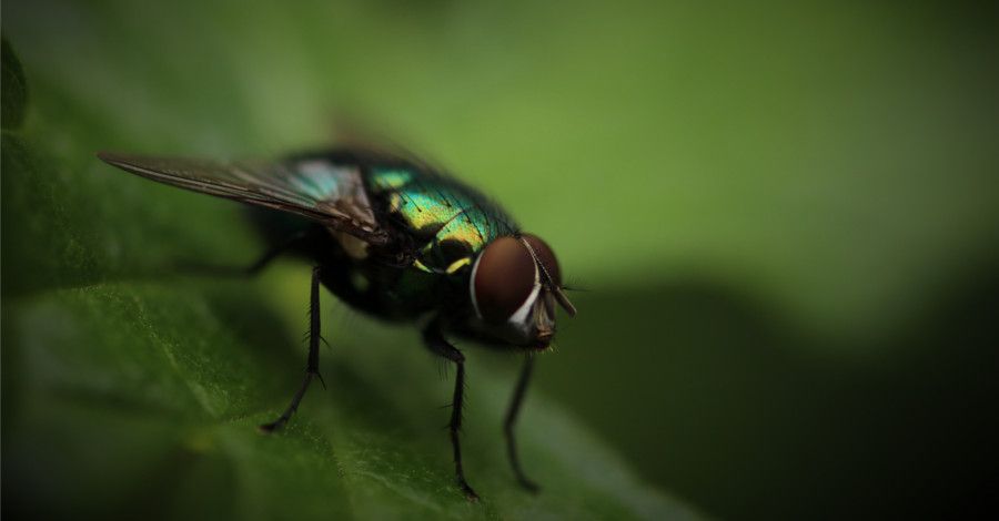 Návod na domáci odpudzujúci sprej proti muchám